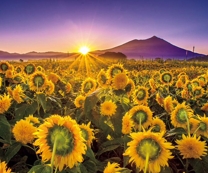 あけのひまわりフェスティバル