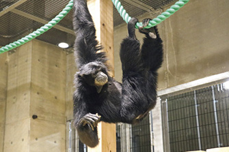 秋田市大森山動物園 ~あきぎん オモリンの森~