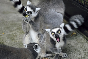 八木山動物公園フジサキの杜