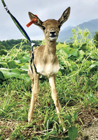 東北サファリパーク