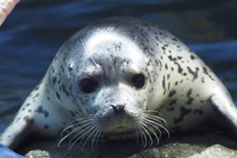青森県営浅虫水族館