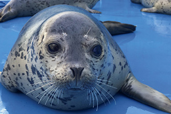 鶴岡市立加茂水族館