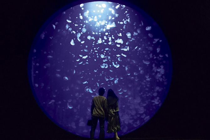 鶴岡市立加茂水族館