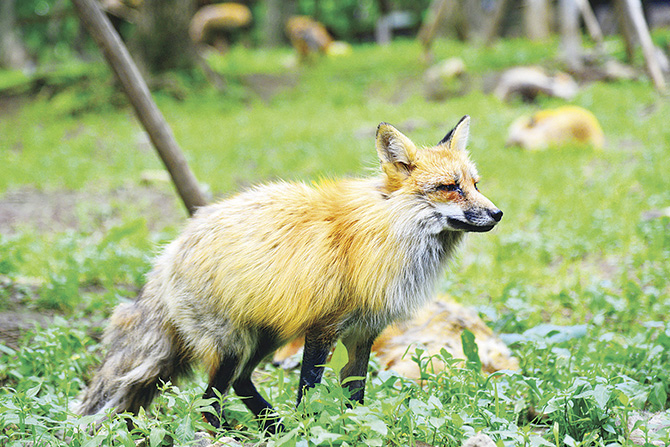 宮城蔵王キツネ村