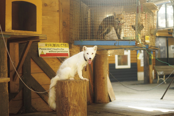 宮城蔵王キツネ村
