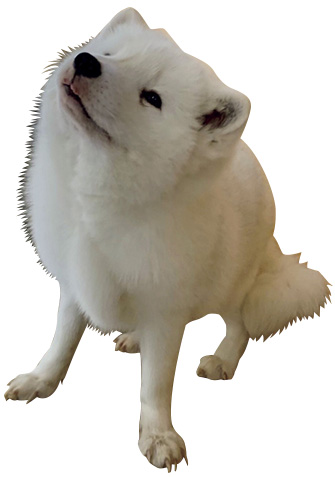 宮城蔵王キツネ村