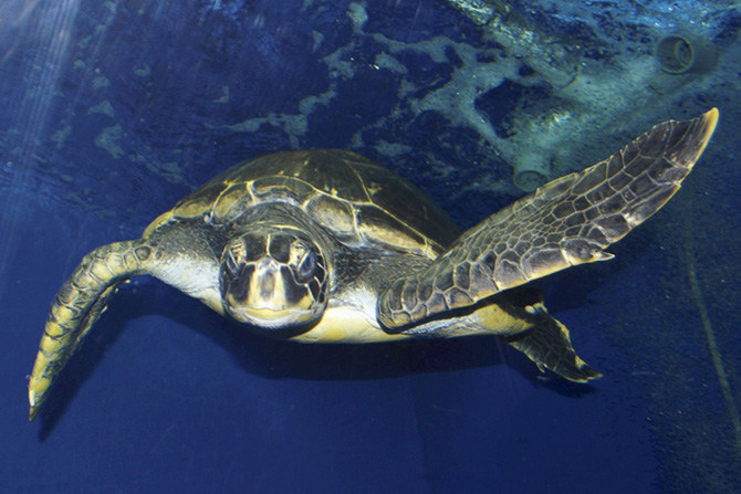 久慈地下水族科学館 もぐらんぴあ