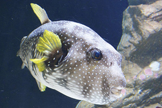久慈地下水族科学館 もぐらんぴあ