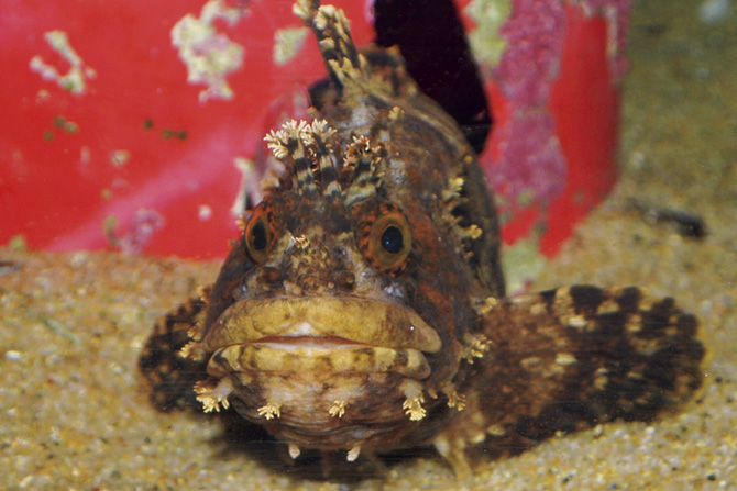 久慈地下水族科学館 もぐらんぴあ