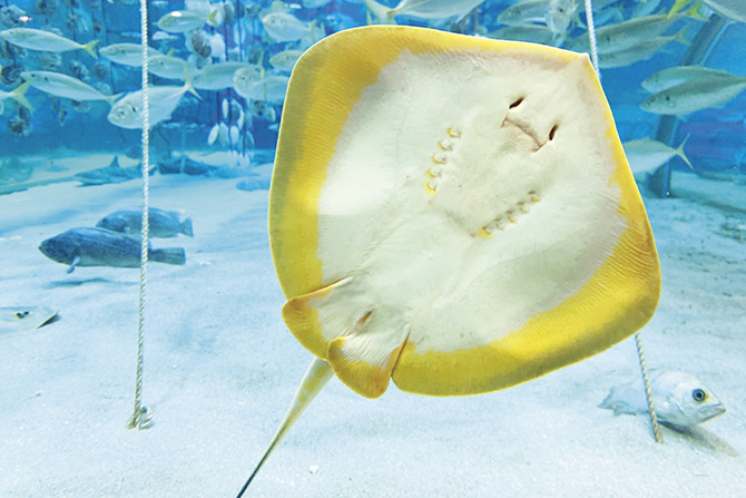 青森県営浅虫水族館