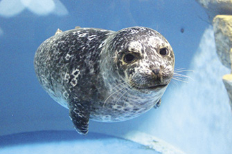 青森県営浅虫水族館