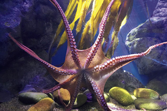 青森県営浅虫水族館