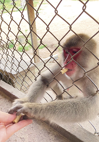 小豆島銚子渓自然動物園 お猿の国