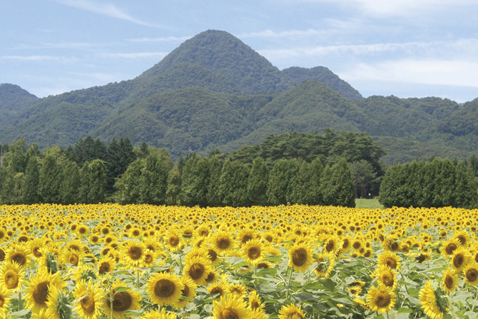 煙山ひまわりパーク