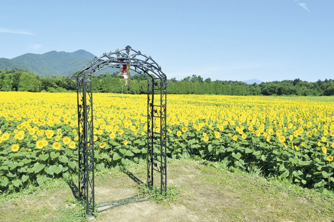 煙山ひまわりパーク