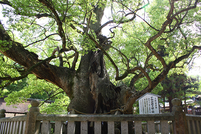 (画像提供:シクロツーリズムしまなみ)