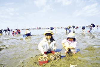 冨津海岸 潮干狩場