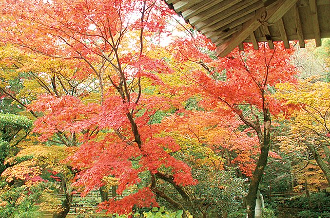 今が見頃の紅葉絶景を見逃すな！おすすめ日帰り紅葉スポット38選【東海・2025】