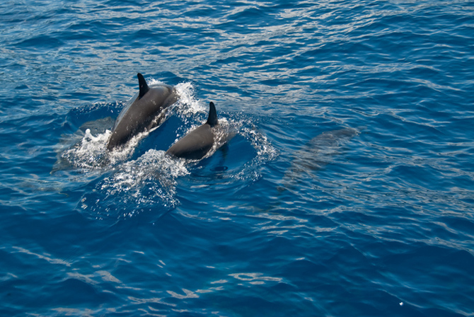 南紀勝浦 清丸 ホエールウォッチング