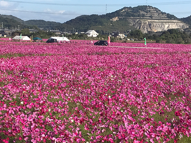 関西 秋の絶景 コスモス畑 名所おすすめ19選 22年の見頃もチェック じゃらんニュース