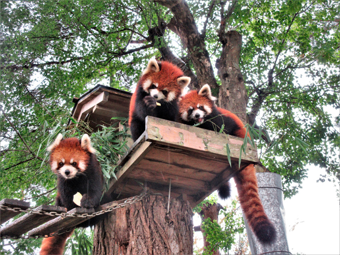 かわいいレッサーパンダに会える動物園14選 全国 じゃらんニュース