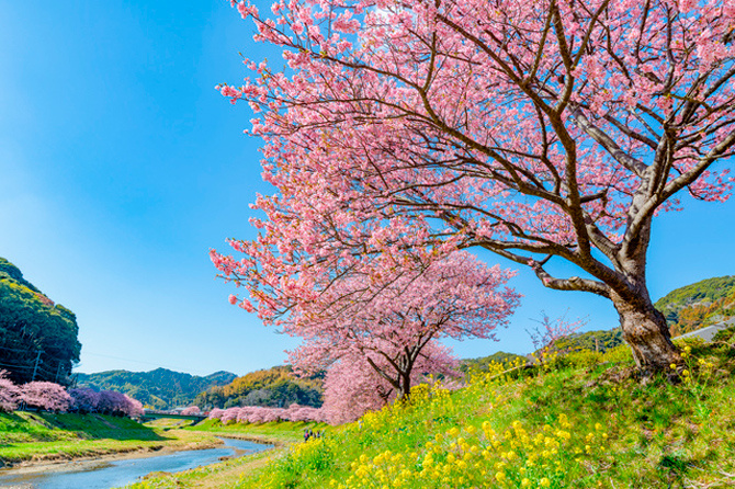 冬桜の見頃や花言葉 名所を紹介 冬に咲く桜を 冬桜 というのは間違い じゃらんニュース 冬桜の見頃や花言葉 名所を紹介 冬に咲く桜を 冬桜 というのは間違い じゃらんニュース