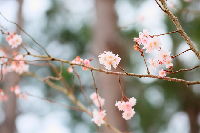 ジュウガツザクラ