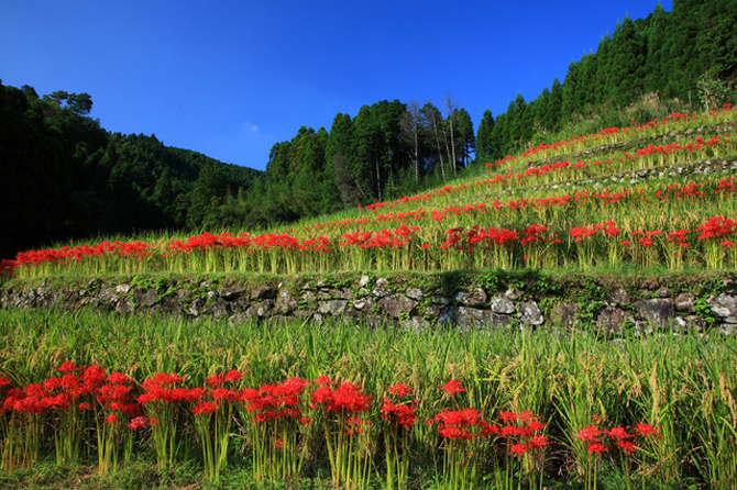 つづら棚田