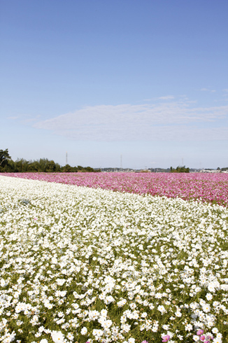 三光コスモス園