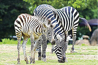 豊橋市総合動植物公園 のんほいパーク