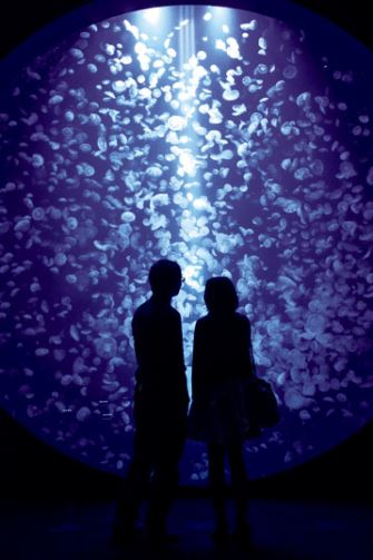 鶴岡市立加茂水族館