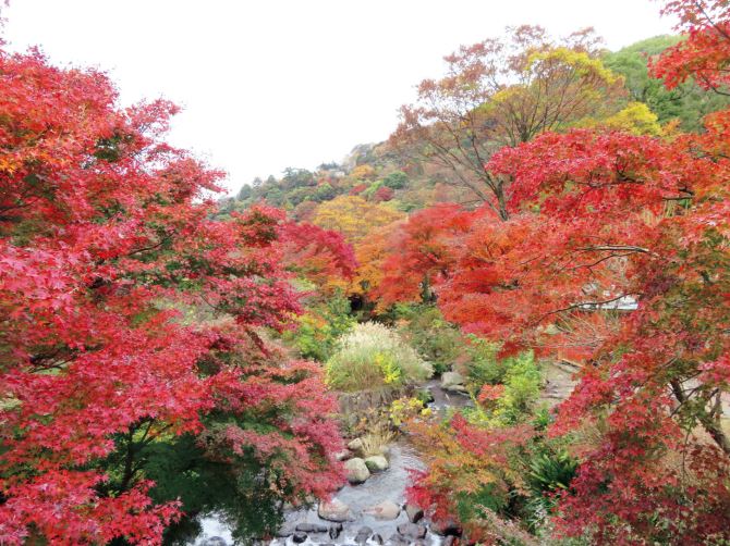 熱海梅園もみじまつり