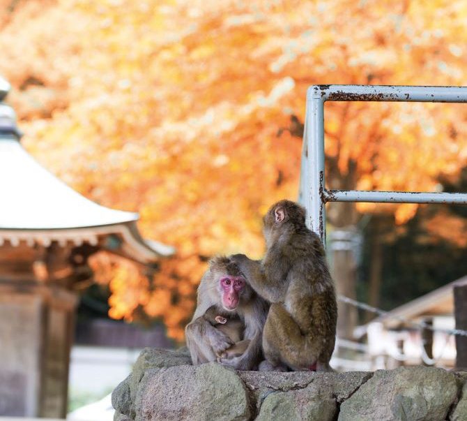 高崎山自然動物園