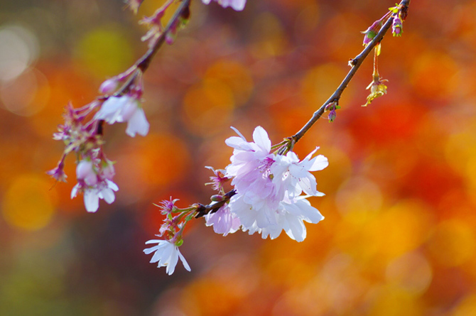 冬桜