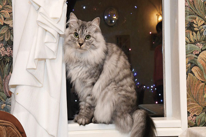 猫のいるお宿 プチホテル・フロマージュ