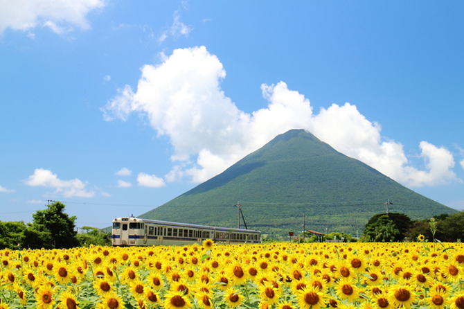 JR西大山駅前のひまわり畑