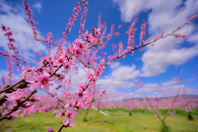 全国 春を感じる 桃の花 の名所21選 見頃時期にあわせて行きたいピンクの絶景 じゃらんニュース