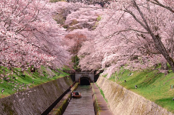 【関西近郊】花絶景ドライブコースおすすめ6選！お花畑や桜名所で春景色を楽しもう＜2022＞