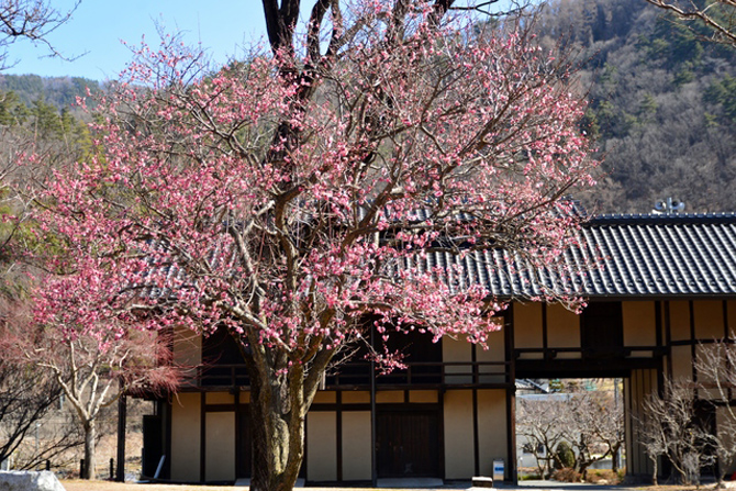 あんずの里スケッチパーク