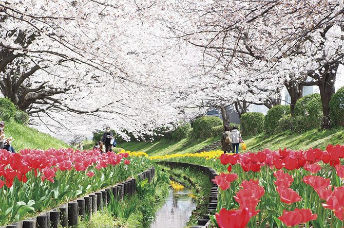 関東 桜絶景 スポットおすすめ25選 お花見名所の春景色が美しい 開花時期 見頃情報 じゃらんニュース