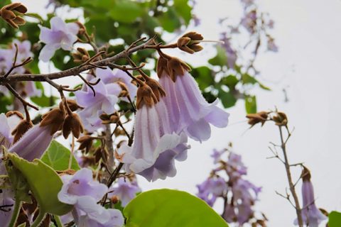 桐の花ってどんな花？似た花の種類や見頃の時期、花言葉、おすすめスポットなどを紹介 ｜じゃらんニュース