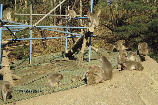 むつ市脇野沢野猿公苑
