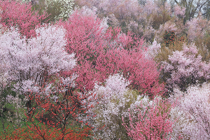花見山公園