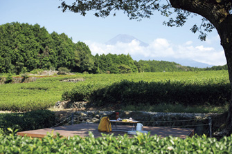 富士山の茶の間