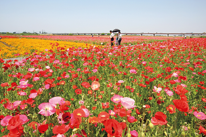 全国 初夏の花絶景スポットおすすめ47選 5月6月見頃の美しい名所を紹介 22 2 じゃらんnet