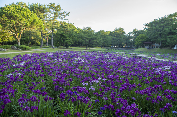 阿波岐原森林公園 市民の森