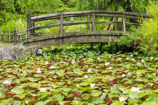 花の郷 滝谷花しょうぶ園