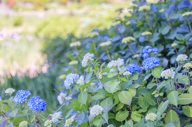 花の郷 滝谷花しょうぶ園