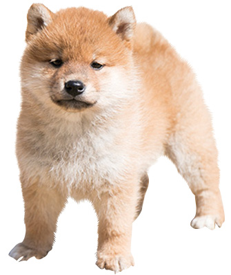柴犬の里 高遊荘