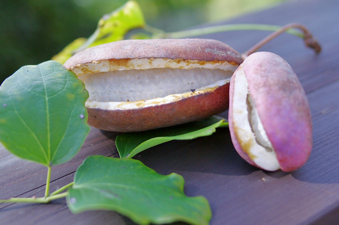 ミツバ(三つ葉)アケビ